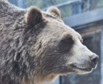 closeup of bear